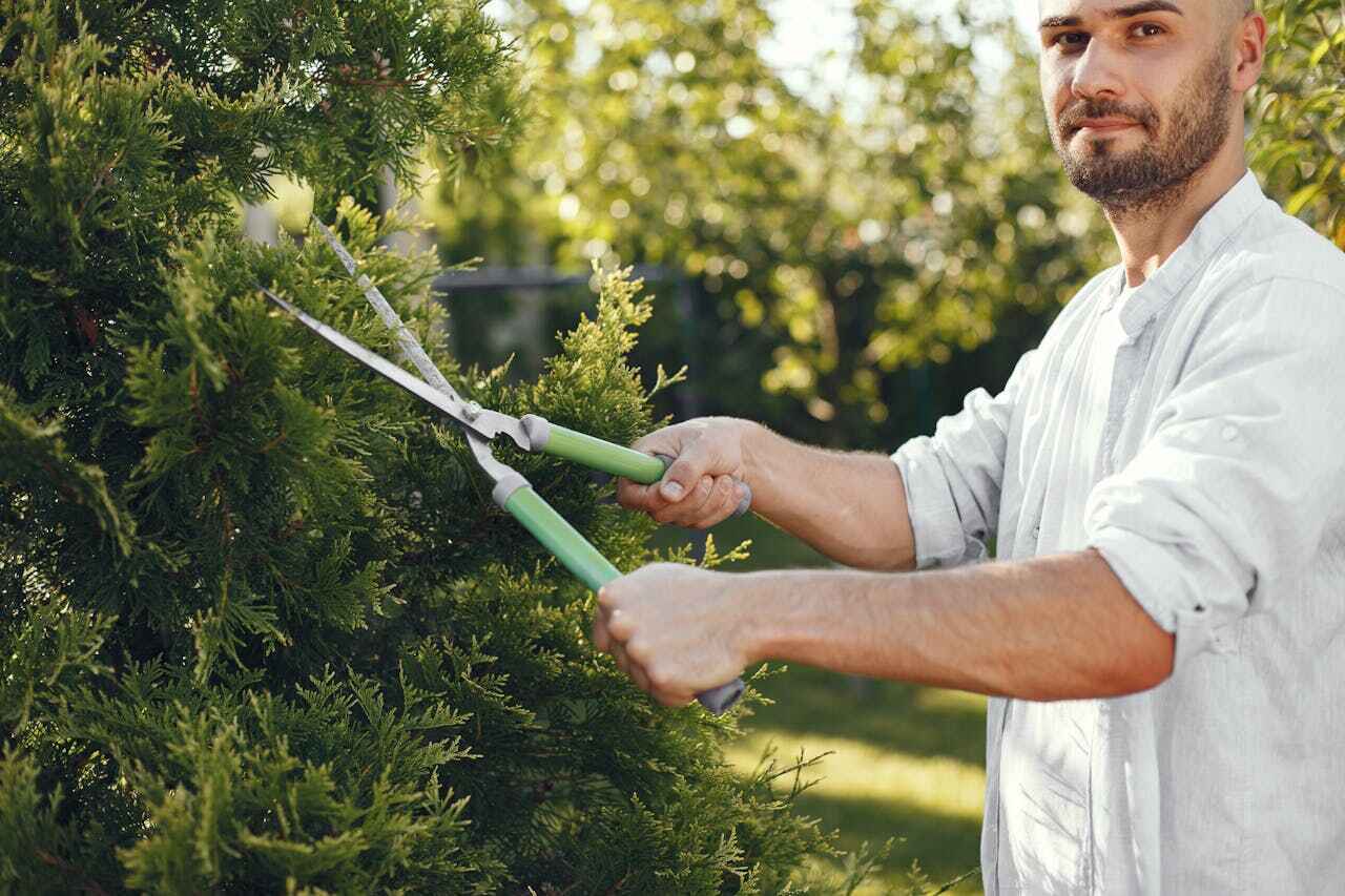 Best Tree Cutting Near Me  in Town N Country, FL